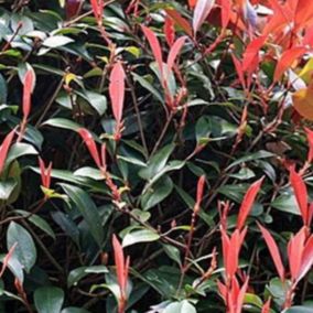 2 x Photinia x fraseri 'Red Robin' - Photinia Fraseri 'Red Robin'  - 60-80 cm pot