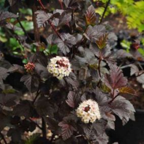 2 x Physocarpe à feuilles d'Obier 'Diabolo' - Physocarpus Opulifolius 'Diabolo'  - 30-40 cm pot