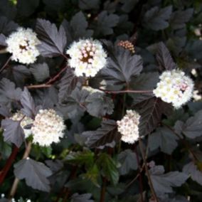 2 x Physocarpe à feuilles d'Obier - Physocarpus opulifolius 'Red Baron'  - 30-40 cm pot