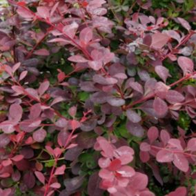 2 x Épine-vinette 'Auricoma' - Berberis ottawensis 'Auricoma'  - 40-50 cm pot