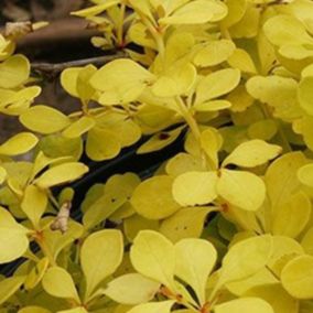 2 x Épine-vinette de Thunberg - Berberis thunbergii 'Aurea'  - 15-20 cm pot