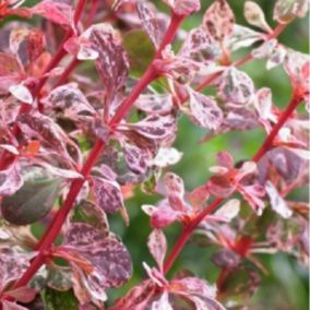 2 x Épine-vinette de Thunberg - Berberis thunbergii 'Harlequin'  - 30-40 cm pot