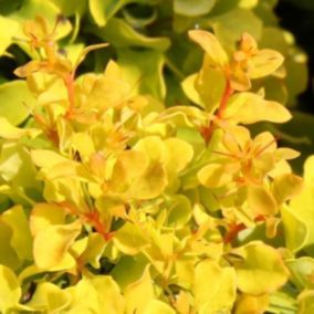 2 x Épine-vinette de Thunberg - Berberis thunbergii 'Tiny Gold'  - 20-25 cm pot