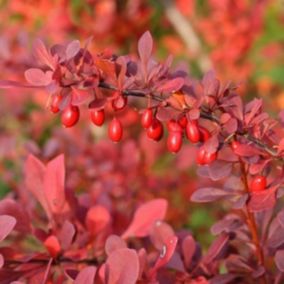 2 x Épine-vinette à feuilles 'Atropurpurea' - Berberis Thunbergii 'Atropurpurea'  - 30-40 cm pot