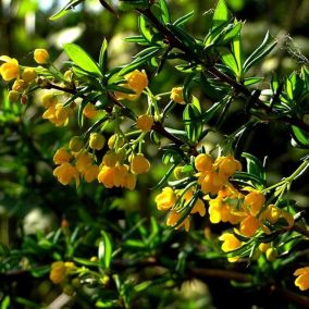 2 x Épine-vinette à feuilles - Berberis Stenophylla  - 40-50 cm pot