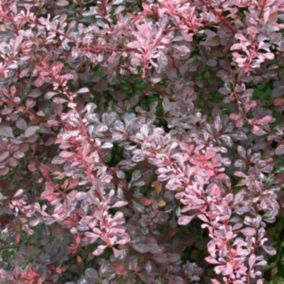 2 x Épine-vinette à feuilles 'Rose Glow' - Berberis Thunbergii 'Rose Glow'  - 30-40 cm pot