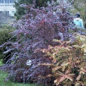 2 x Épine-vinette 'Superba' - Berberis ottawensis 'Auricoma'  - 40-50 cm pot