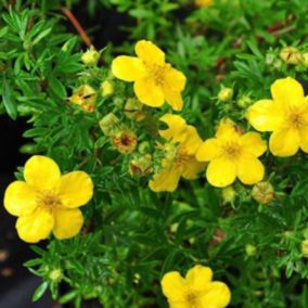 2 x Potentille arbustive 'Goldfinger' - Potentilla Fruticosa 'Goldfinger'  - 25-30 cm pot