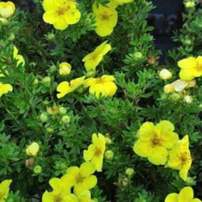 2 x Potentille arbustive 'Kobold' - Potentilla Fruticosa 'Kobold'  - 20-25 cm pot