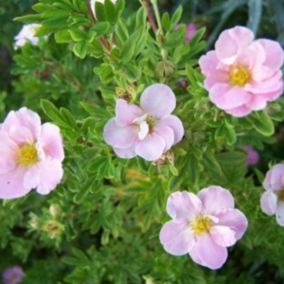 2 x Potentille arbustive - Potentilla fruticosa Lovely Pink  - 25-30 cm pot