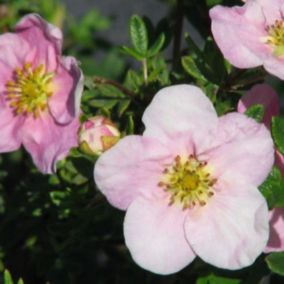 2 x Potentille arbustive 'Princess' - Potentilla Fruticosa Princess 'Pink Queen'  - 20-25 cm pot