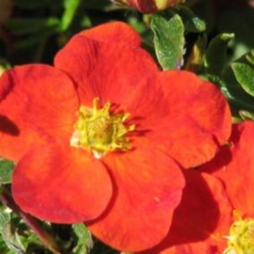 2 x Potentille arbustive 'Red Ace' - Potentilla Fruticosa 'Red Ace'  - 25-30 cm pot