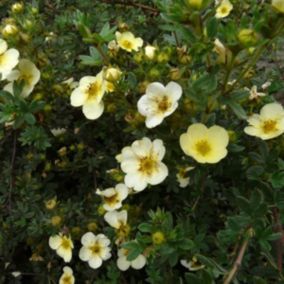 2 x Potentille 'Primrose Beauty' - Potentilla fruticosa 'Primrose Beauty'  - 25-30 cm pot