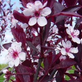 2 x Prunier des sables - Prunus Cistena  - 60-80 cm pot