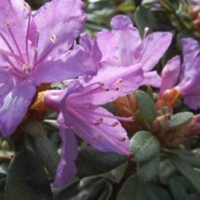 2 x Rhododendron 'Blue Tit' - Rhododendron 'Blue Tit'  - 20-30 cm pot