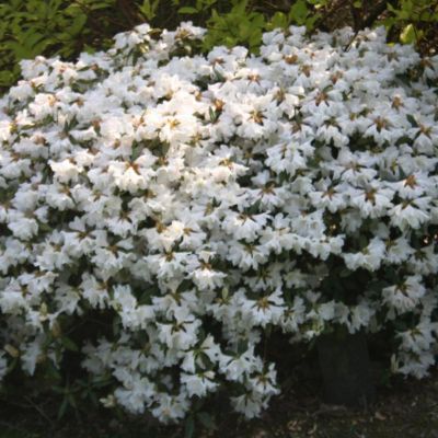 2-x-rhododendron-dora-amateis-
