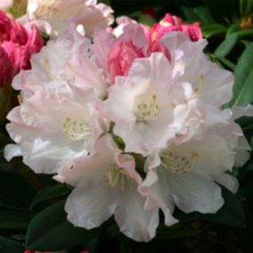 2 x Rhododendron 'Dreamland' - Rhododendron 'Dreamland'  - 30-40 cm pot