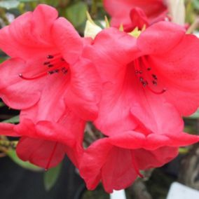 2 x Rhododendron 'Elizabeth' - Rhododendron 'Elizabeth'  - 20-30 cm pot