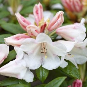 2 x Rhododendron 'Grumpy' - Rhododendron 'Grumpy'  - 30-40 cm pot