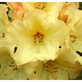 2 x Rhododendron 'Horizon Monarch' - Rhododendron 'Horizon Monarch'  - 40-50 cm pot