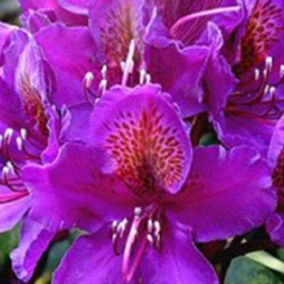 2 x Rhododendron 'Marcel Menard' - Rhododendron 'Marcel Menard'  - 40-50 cm pot