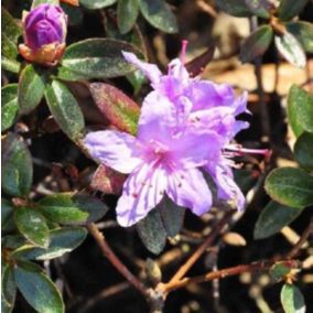 2 x Rhododendron 'Moerheim' - Rhododendron 'Moerheim'  - 20-30 cm pot