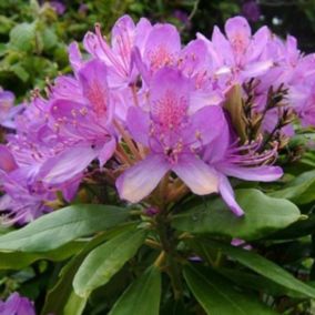 2 x Rhododendron ponticum - Rhododendron Ponticum  - 40-60 cm pot