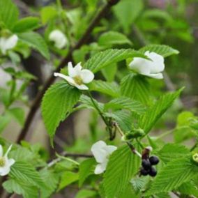 2 x Rhodotypos scandens - Rhodotypos scandens  - 25-30 cm pot