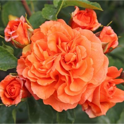 2 x Rosier Kordes - Rosa 'Orangerie'
