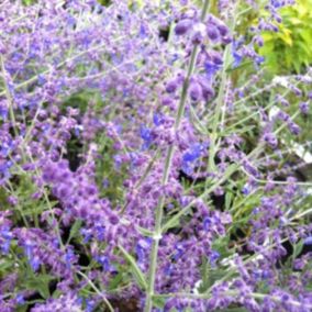 2 x Sauge d'Afghanistan 'Little Spire' - Perovskia atriplicifolia 'Little Spire'  - 30-40 cm pot