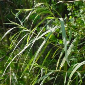 2 x Saule des coyotes - Salix exigua  - 50-60 cm pot