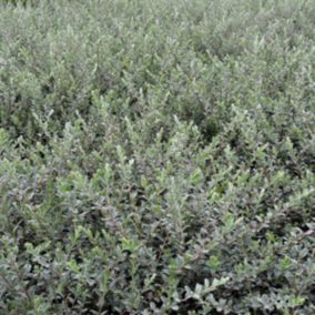 2 x Saule rampant 'Nitida' - Salix Repens Nitida  - 50-60 cm pot