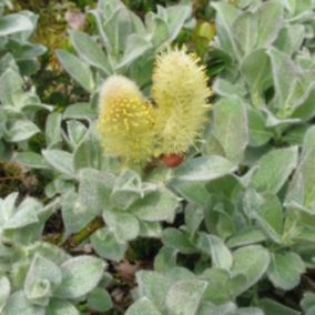 2 x Saule - Salix lanata  - 25-30 cm pot