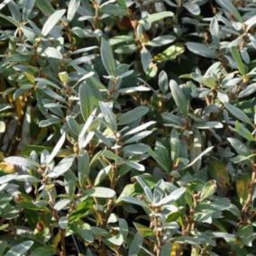 2 x Saule suisse - Salix helvetica  - 25-30 cm pot