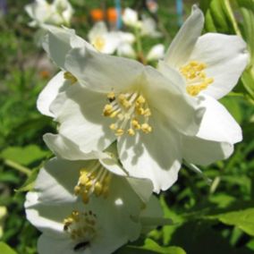 2 x Seringat de Lemoine - Philadelphus 'Lemoinei'  - 50-60 cm pot