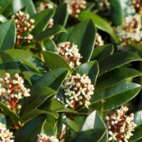 2 x Skimmia du Japon 'Olympic Flame' - Skimmia japonica 'Olympic Flame'  - 20-25 cm pot