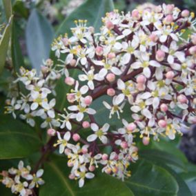 2 x Skimmia du Japon 'Rubella' - Skimmia Japonica 'Rubella'  - 25-30 cm pot