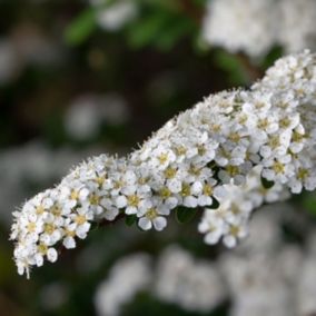 2 x Spirée arguta - Spiraea Arguta  - 60-80 cm pot