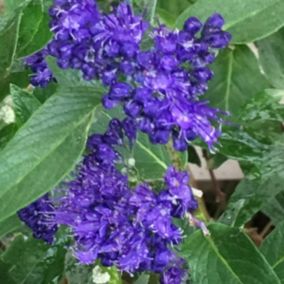 2 x Spirée bleue 'Heavenly Blue' - Caryopteris Clandonensis 'Heavenly Blue'  - 25-30 cm pot