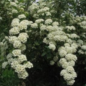 2 x Spirée de Vanhoutte - Spiraea Vanhouttei  - 30-40 cm pot