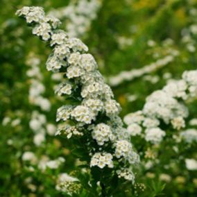 2 x Spirée du Japon 'Snowmound' - Spiraea Nipponica 'Snowmound'  - 50-60 cm pot