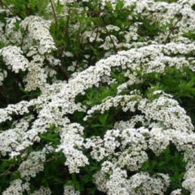 2 x Spirée 'Grefsheim' - Spiraea cinerea 'Grefsheim'  - 40-60 cm pot