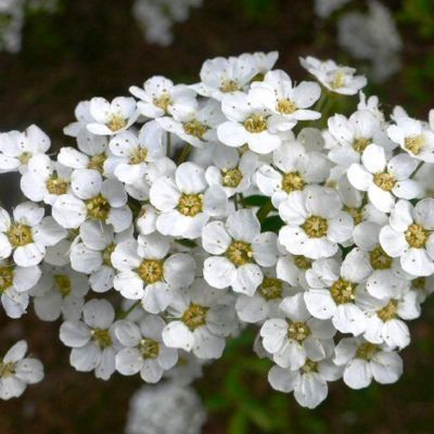 2 x Spirée 'Grefsheim' - Spiraea cinerea 'Grefsheim'  - 40-60 cm pot