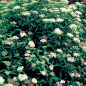 2 x Spirée Japonaise 'Albiflora' - Spiraea Japonica 'Albiflora'  - 25-30 cm pot