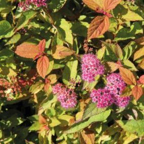 2 x Spirée Japonaise 'Firelight' - Spiraea japonica 'Firelight'  - 25-30 cm pot