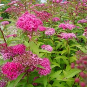 2 x Spirée Japonaise 'Froebelii' - Spiraea japonica 'Froebelii'  - 25-30 cm pot