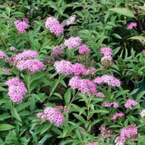 2 x Spirée Japonaise 'Genpei' - Spiraea Japonica 'Genpei' - 'Shirobana'  - 25-30 cm pot