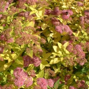 2 x Spirée Japonaise 'Goldflame' - Spiraea Japonica 'Goldflame'  - 40-50 cm pot