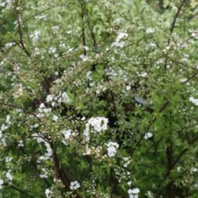 2 x Spirée Norvège - Spiraea cinerea 'Graciosa'  - 40-60 cm pot