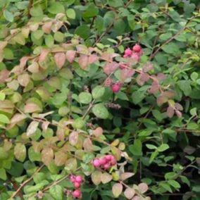 2 x Symphorine de Chenault - Symphoricarpos chenaultii  - 50-60 cm pot